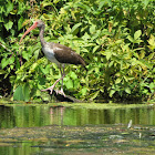 Ibis