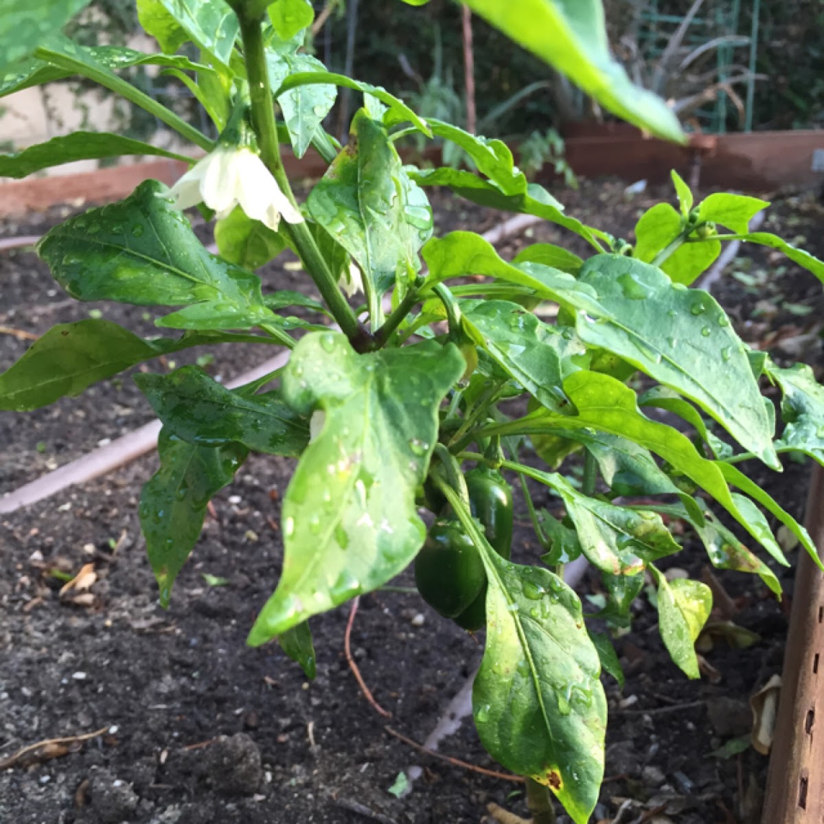 Pepper plant