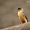 Swallow  -  Red-rumped Swallow