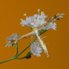 Plume Moth