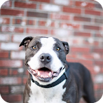 Cover Image of ダウンロード Pitbull Dog Wallpaper 1.1 APK