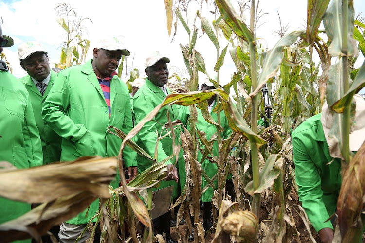 Agriculture PS Hamadi Boga the National Biosafety Authority CEO Dorington Ogoyi and KARLO-Kitale deputy Institute director Charles Kariuki assess GM maize under research in a confined site in Kitale.