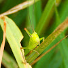 Great Green Bush-Cricket