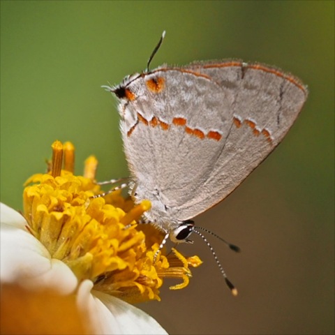 Red-lined Scrub-Hairstreak