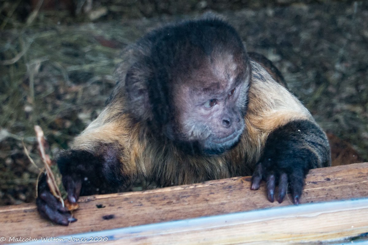Yellow-breasted Capuchin