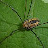 Harvestman ♀