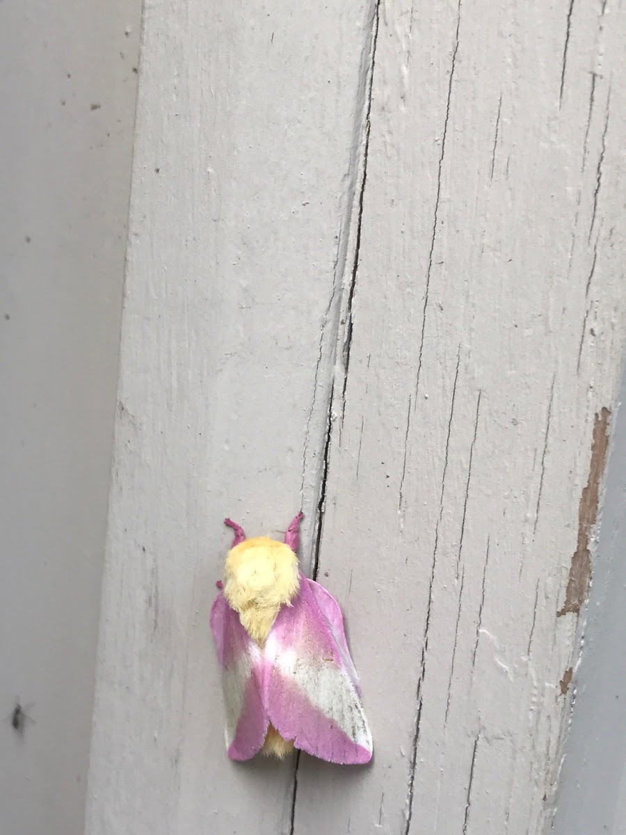 Rosy maple moth