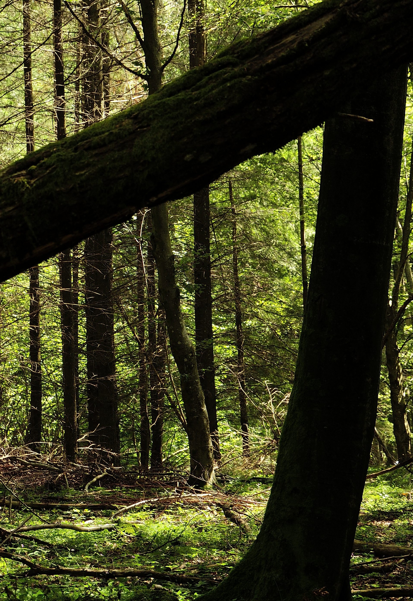 Nel bosco di Andrea Frati