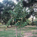 Apricot Tree