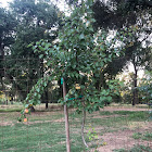 Apricot Tree