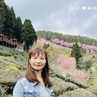 山上人家森林農場