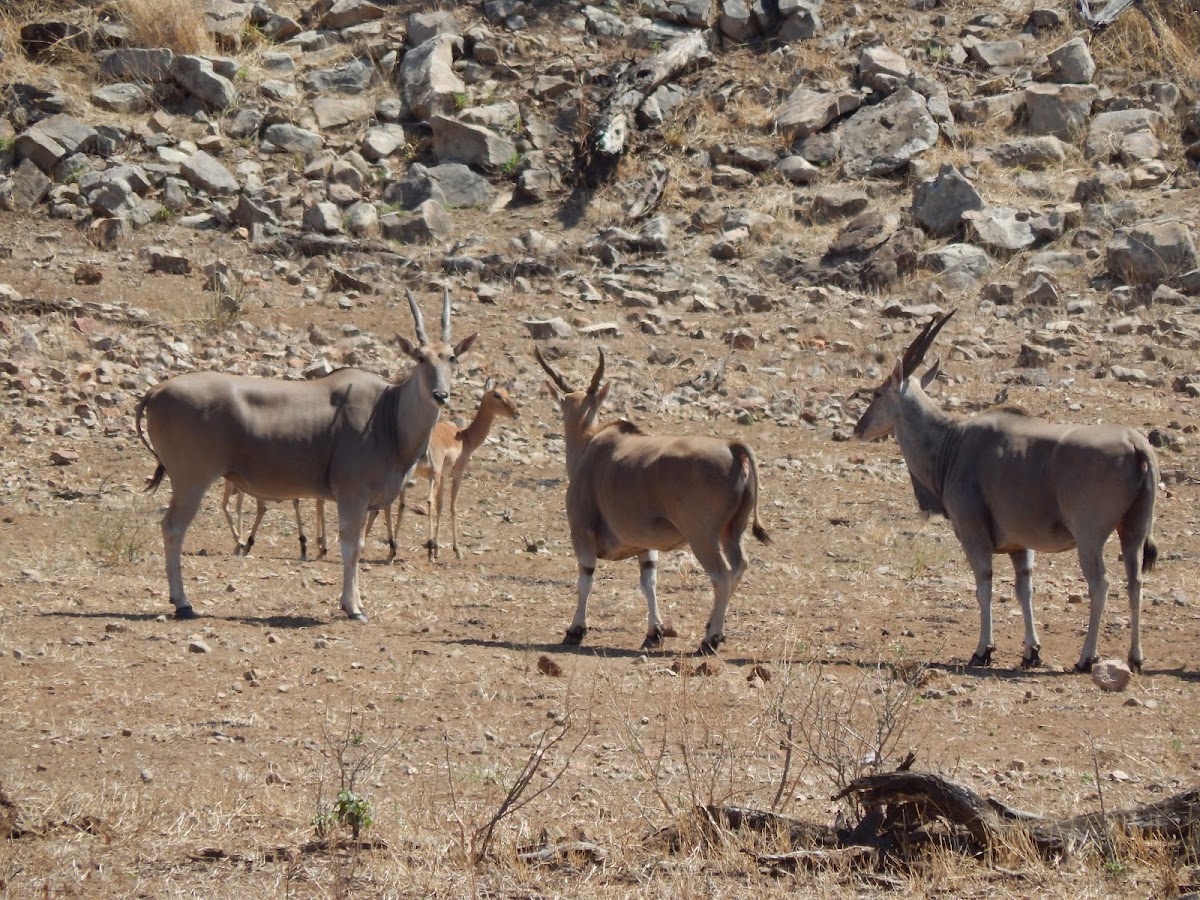 Common Eland