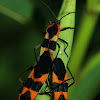 Large Milkweed Bug