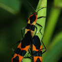 Large Milkweed Bug