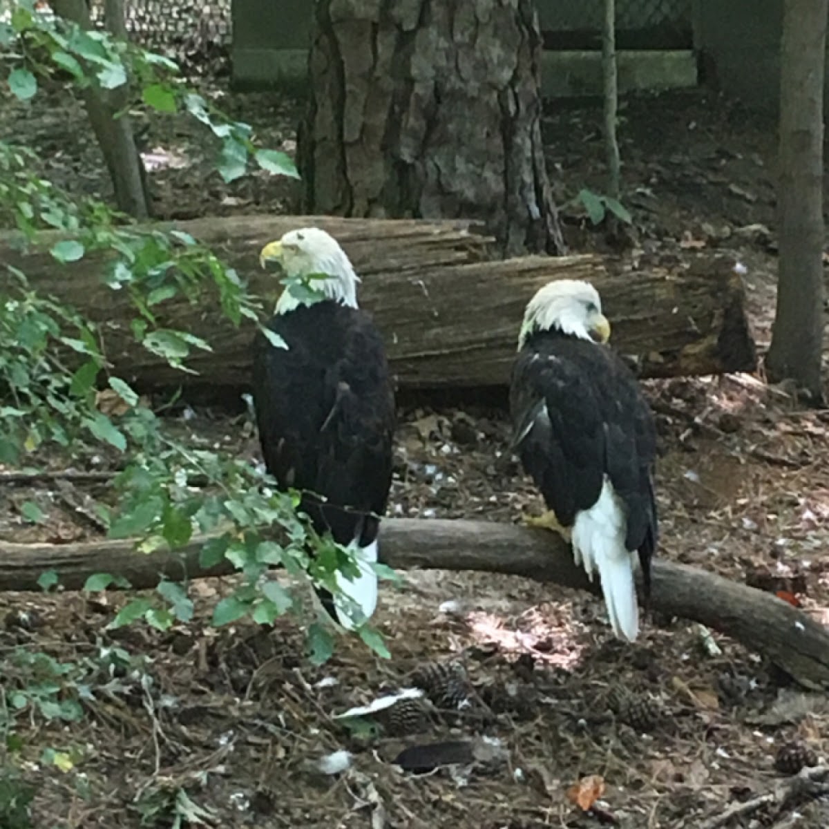 Bald Eagle