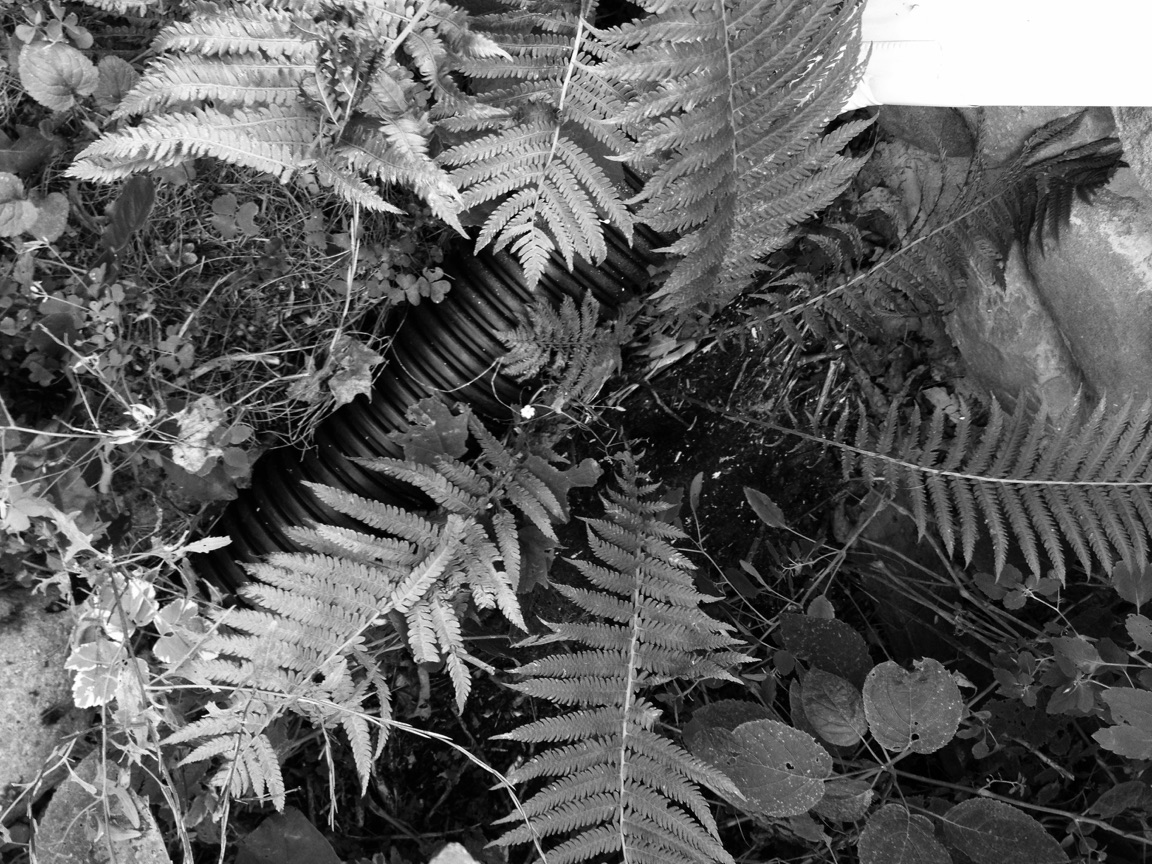 marginal shield fern