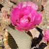 Beavertail Cactus