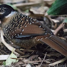 Spotted Laughingthrush