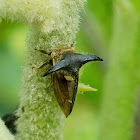 Cow bug/ tree hopper