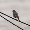 Black Redstart; Colirrojo Tizón