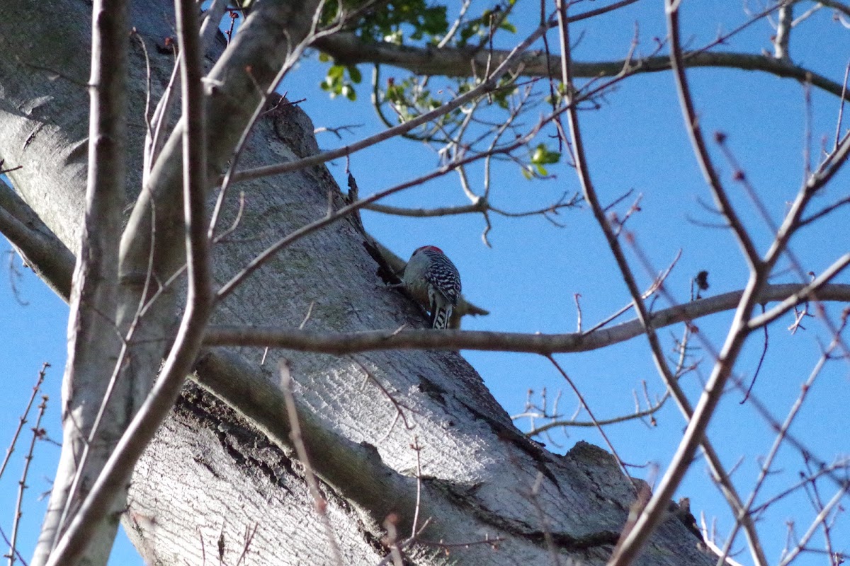 Red Bellied Woodpecker