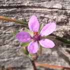 Common Stork's-bill