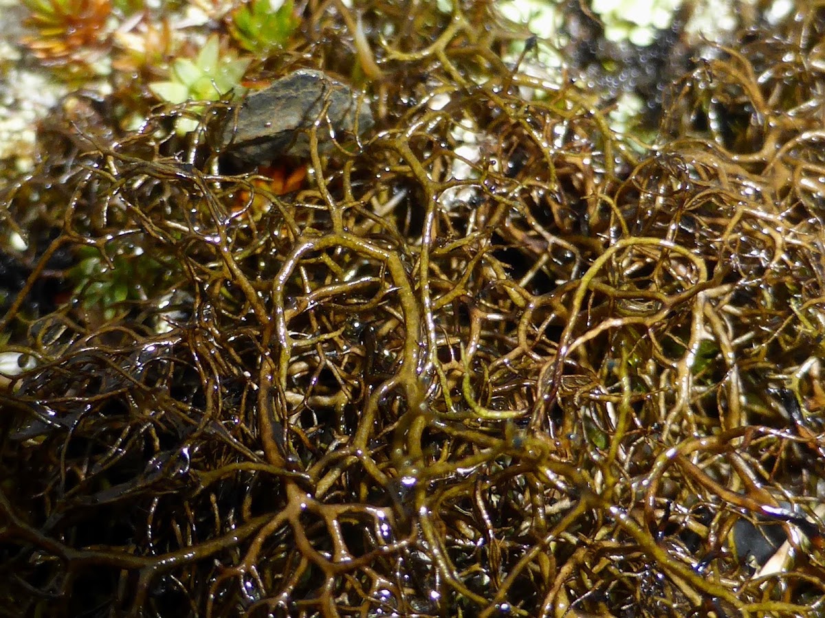 Heath Foxhair Lichen