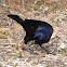 Shiny cowbird, Male