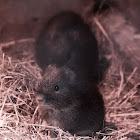 Brazilian Guinea Pig