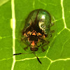 Golden tortoise beetle