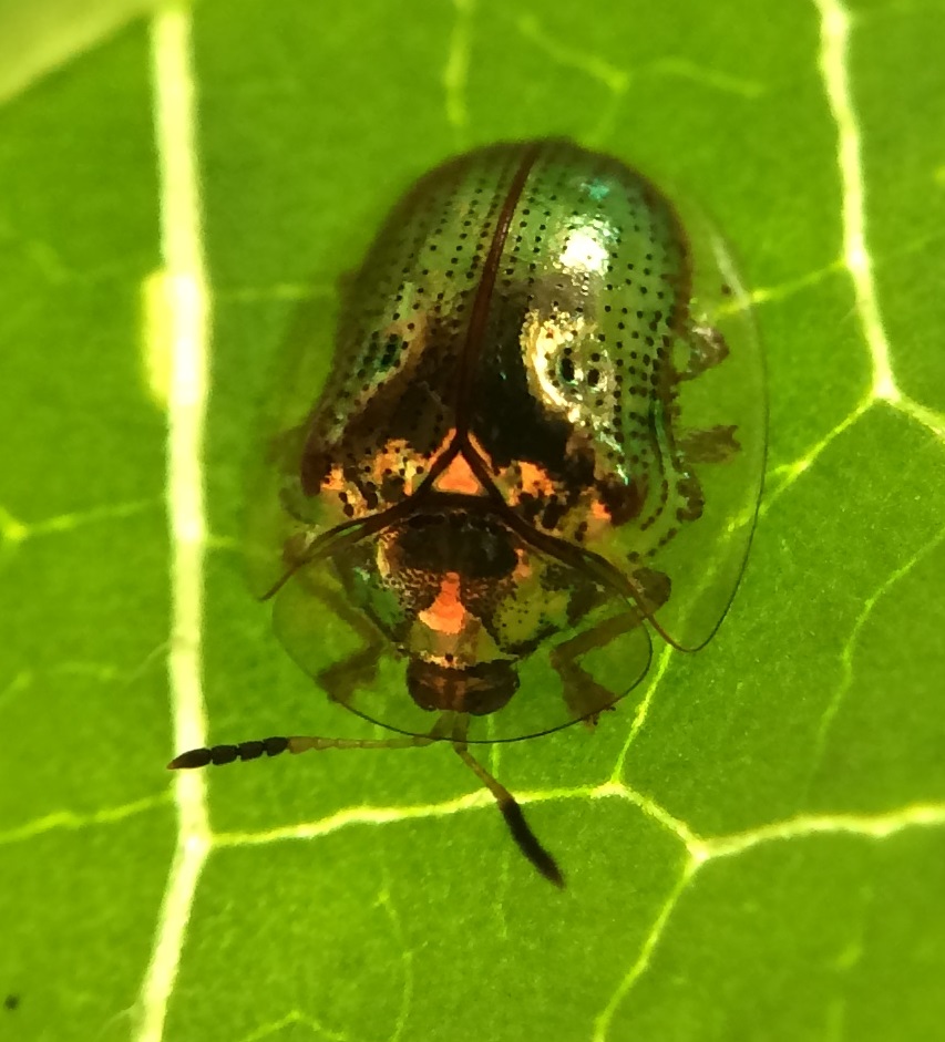 Golden tortoise beetle