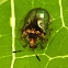 Golden tortoise beetle