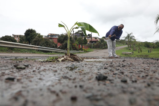 KwaDukuza man plants banana