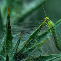 il verde in natura di 