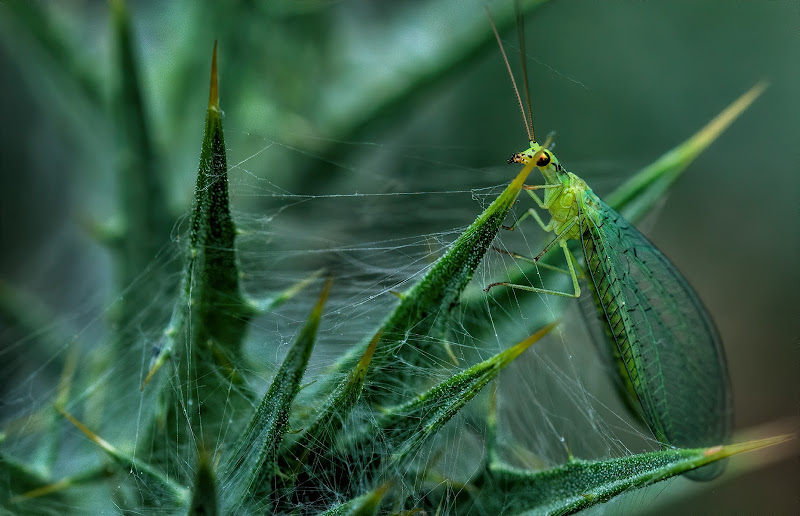 il verde in natura di dady2