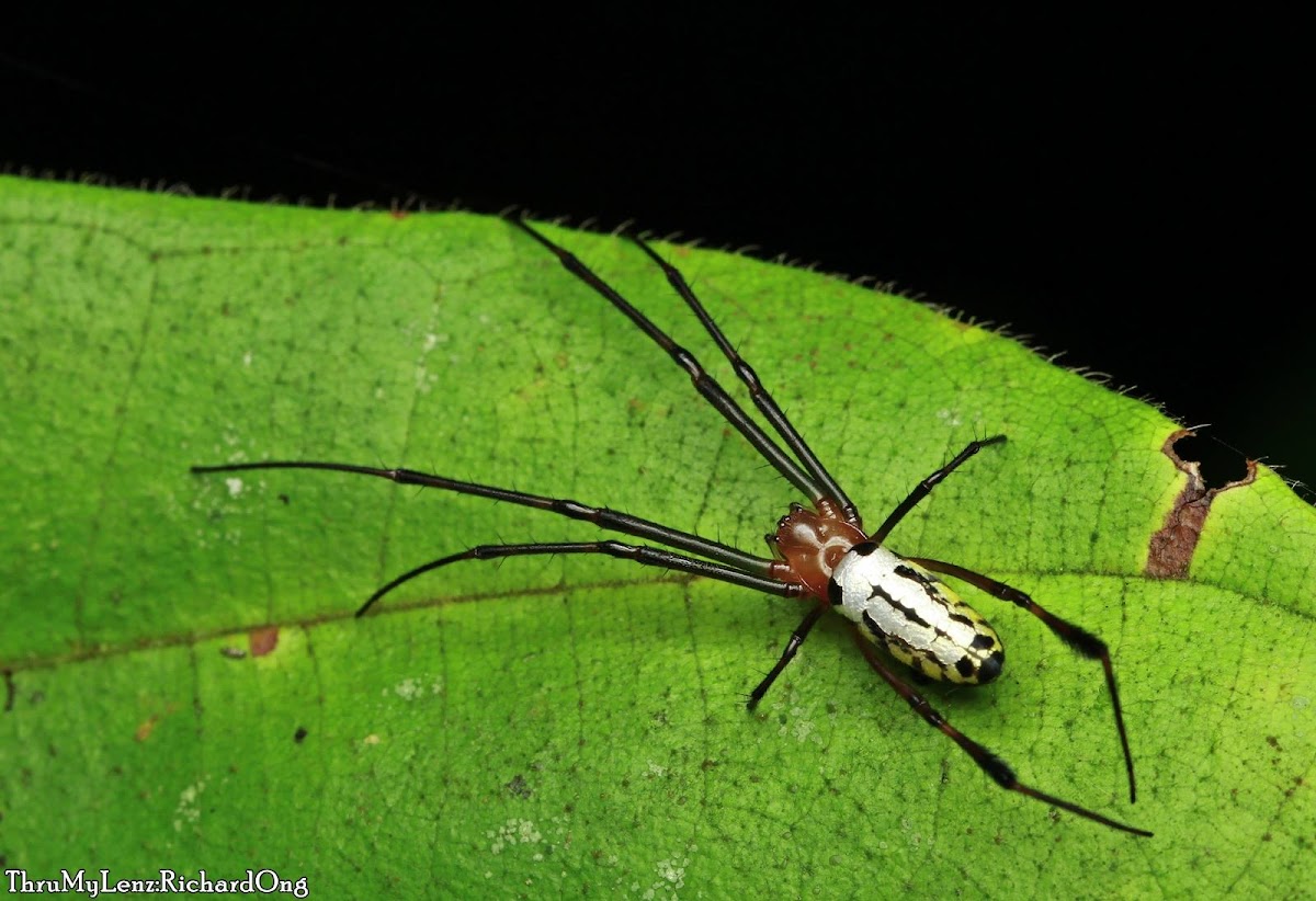 Long-jawed Orbweaver