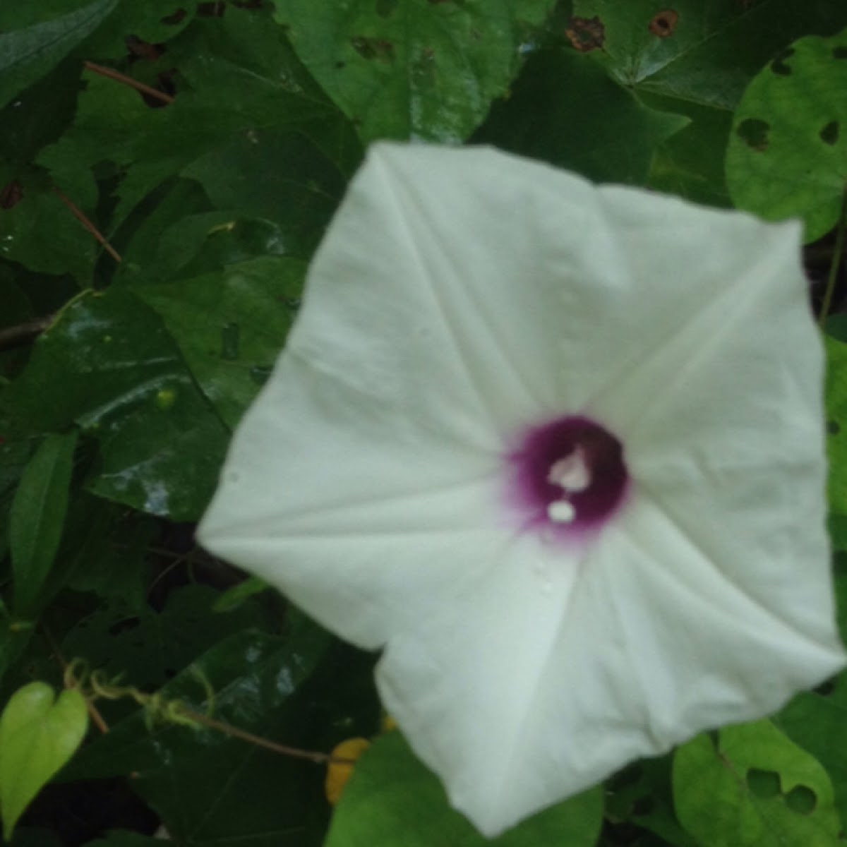 Manroot, Wild Potato Vine, Man-of-the-earth, Wild Sweet Potato