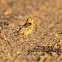 Bobolink