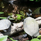 Florida Red-bellied Cooter