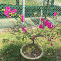 Bougainvillea