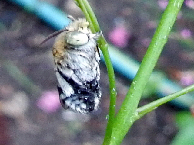 Blue Banded Bee (Male)