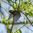 Black-Throated Green Warbler