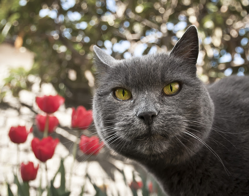 No name cat in the garden di jandmpianezzo@bluewin.ch