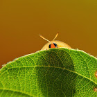 Tortoise Beetle