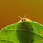 Tortoise Beetle