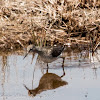 Wood Sandpiper; Andarríos Bastardo