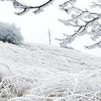 sembra neve... galaverna bianca di 