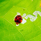 Plant-eating Ladybird