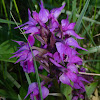 Kodiak Keyflower Orchid