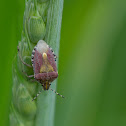 Dolycoris baccarum